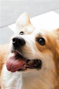 Corgi Notebook