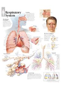 Respiratory System Laminated Poster
