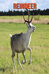 Reindeer