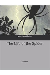 The Life of the Spider