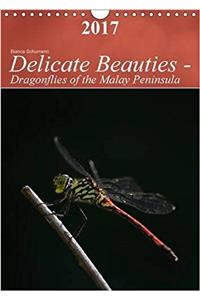 Delicate Beauties - Dragonflies of the Malay Peninsula 2017