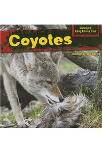 Coyotes