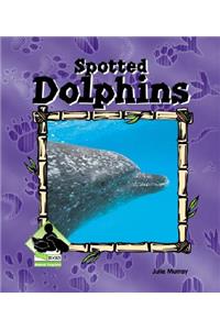 Spotted Dolphin