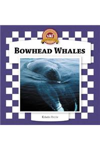 Bowhead Whales
