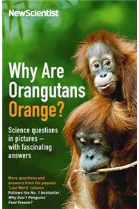 Why are Orangutans Orange?