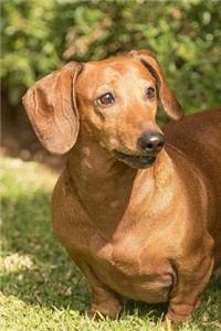 Cute Dachshund Dog Journal