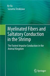 Myelinated Fibers and Saltatory Conduction in the Shrimp