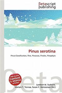 Pinus Serotina