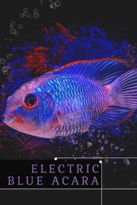 Electric Blue Acara