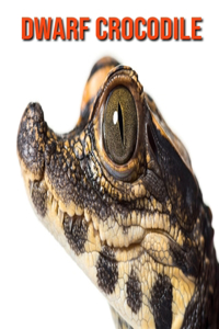 Dwarf Crocodile