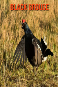 Black Grouse
