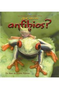 ¿Qué Son Los Anfibios? (What Is an Amphibian?)