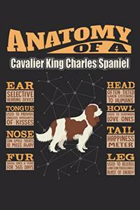 Anatomy Of A Cavalier King Charles Spaniel