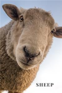 Sheep