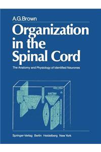 Organization in the Spinal Cord