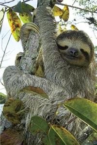 Three-Toed Sloth Journal