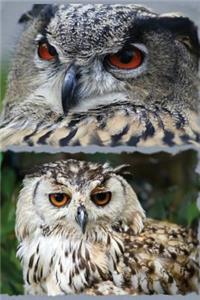 Owl Eyes