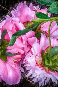 Pink Peony Blossoms Perennial Flowers Journal
