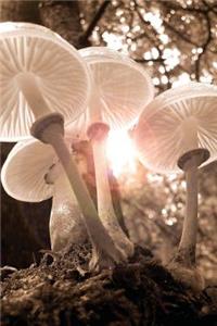 Ethereal Sunlit Mushrooms in an Autumn Forest Journal