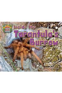 Inside the Tarantula's Burrow