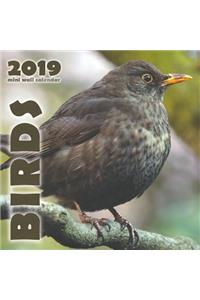 Birds 2019 Mini Wall Calendar