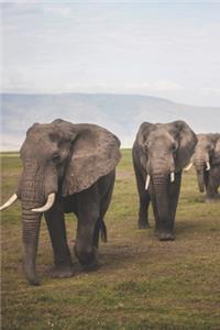 Elephants Journal