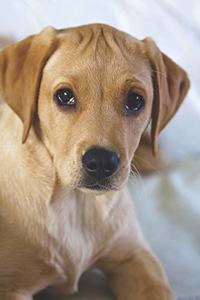 Yellow Labrador Puppy Journal