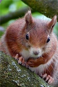Curious Squirrel Sees You Down There Animal Journal