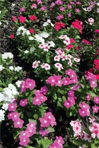 Stunning Vinca Flower Bed Journal