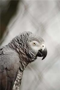 African Grey Parrot Journal