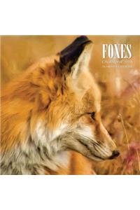 Foxes Calendar 2018