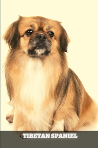 Tibetan Spaniel