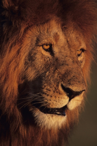 5 Inspiring Speeches