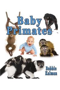 Baby Primates