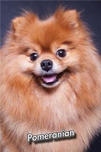 Pomeranian