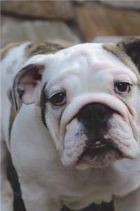 English Bulldog Needs a Hug and a Kiss Journal