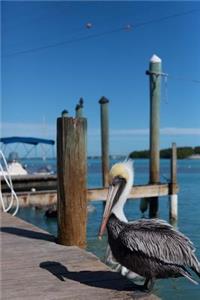 Cool Pelican in Key West Florida USA Bird Journal