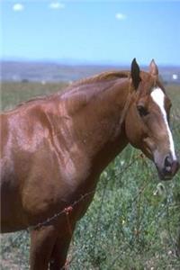 Journal Horse Pasture Scene Equine