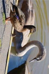 A Duck and a Swan Journal
