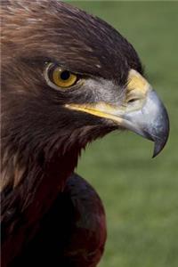 Cool Portrait of a Falcon Close Up Bird of Prey Journal