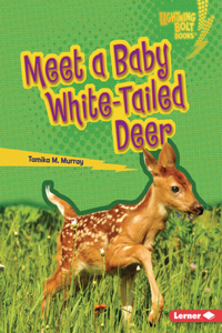 Meet a Baby White-Tailed Deer