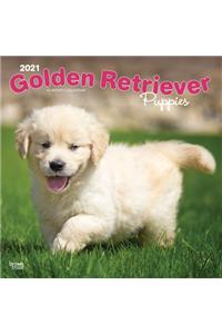 Golden Retriever Puppies 2021 Square