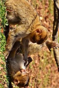 A Pair of Barbary Macaques Playing Journal