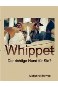 Whippet