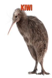 Kiwi