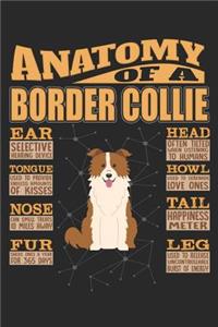 Anatomy Of A Border Collie