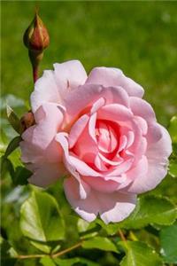 Nature notebook - best notebook with quotes, perfect 120 lined pages #12