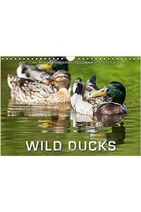 Emotional Moments: Wild Ducks / UK-Version 2017