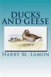 Ducks and Geese