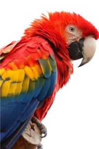 Macaw Journal